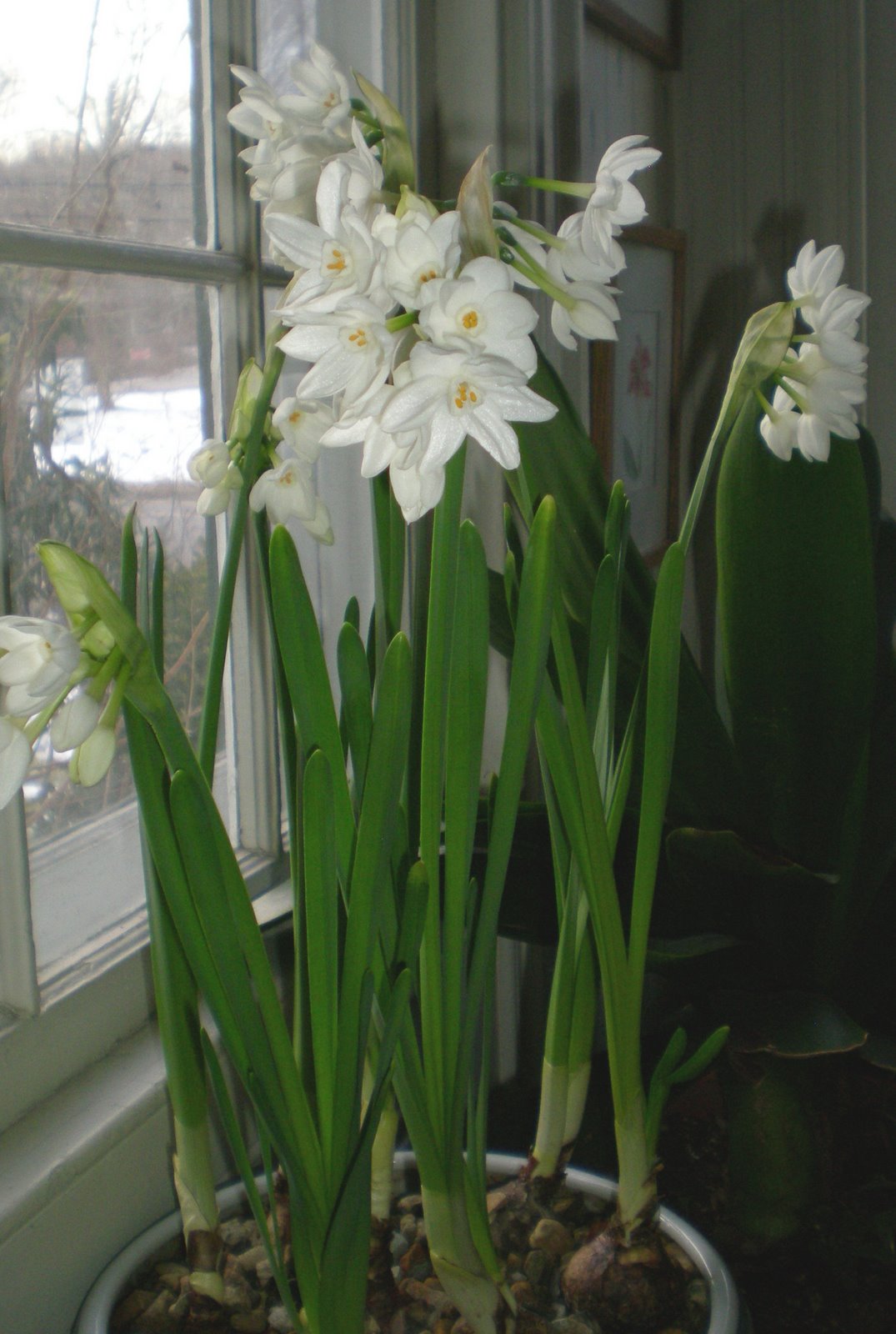 [paperwhites.blooming+.good.1.jpg]