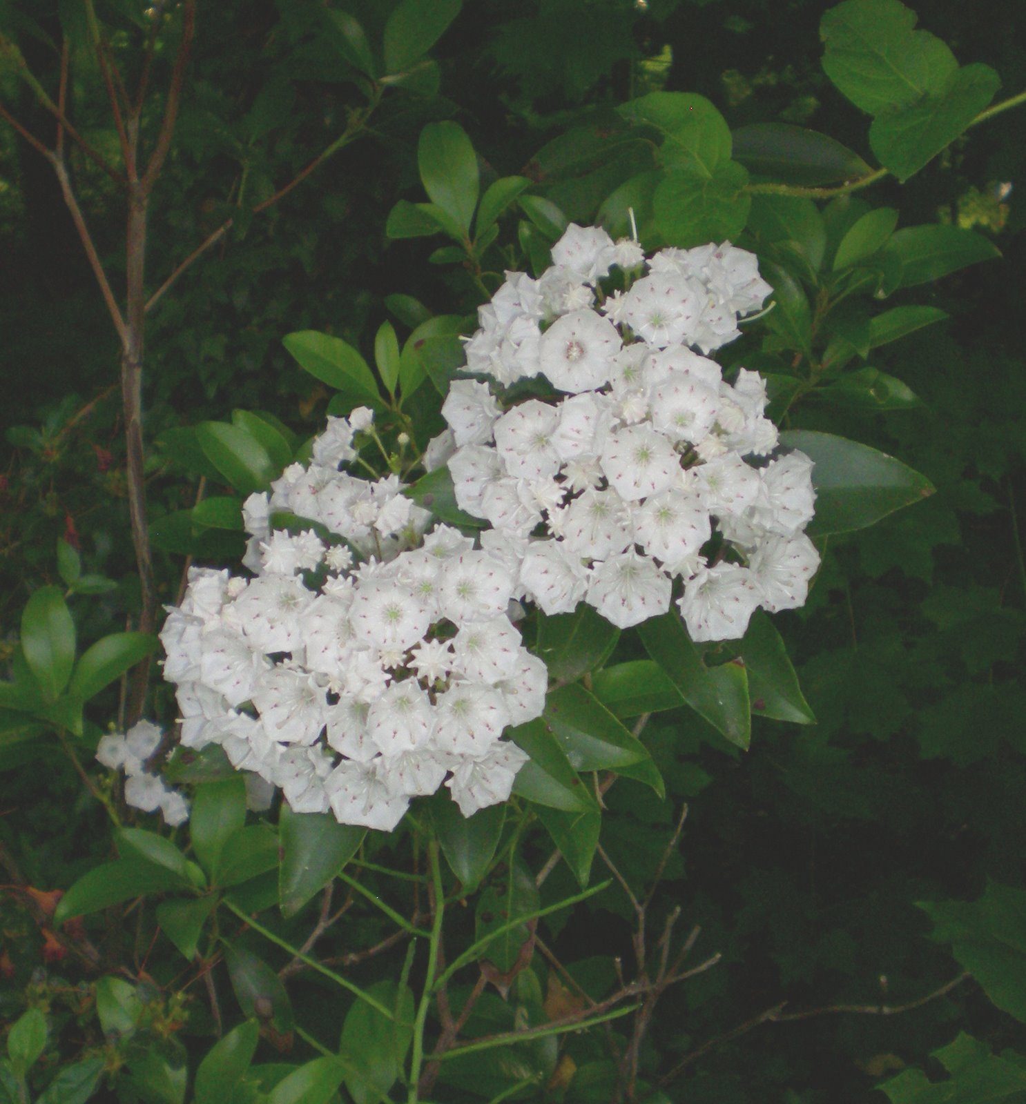 [mountain+laurel.1.jpg]