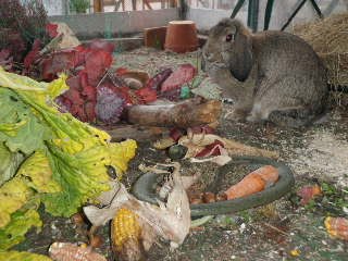 [blog+zoo+bunny.JPG]