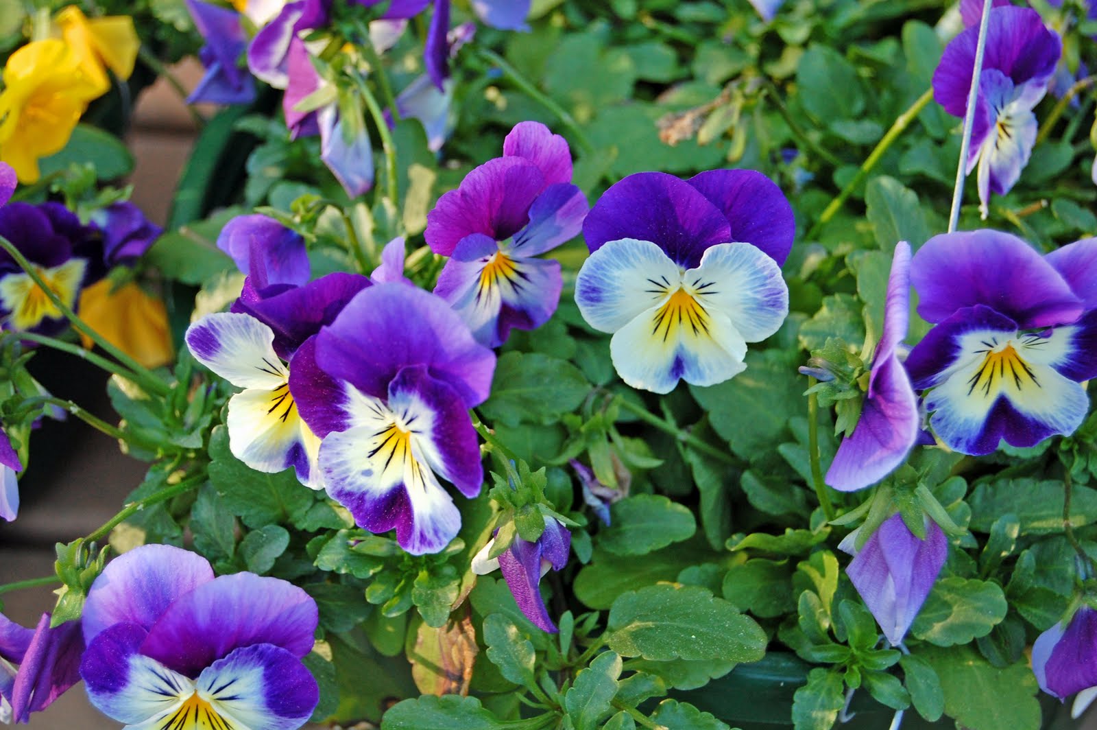 Winter Pansies ~ Great Beautiful Garden