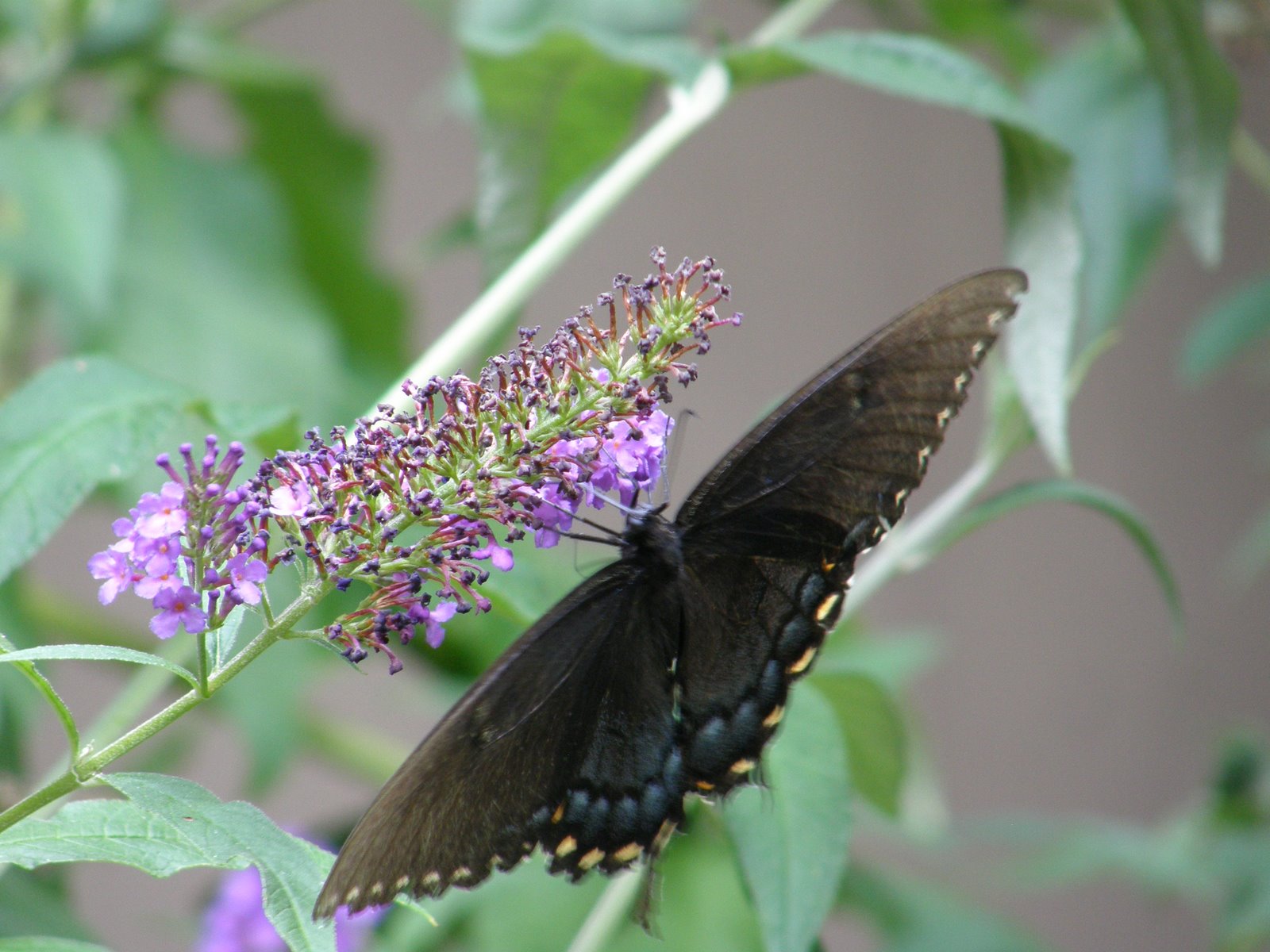 Mary, Mary quite contrary…