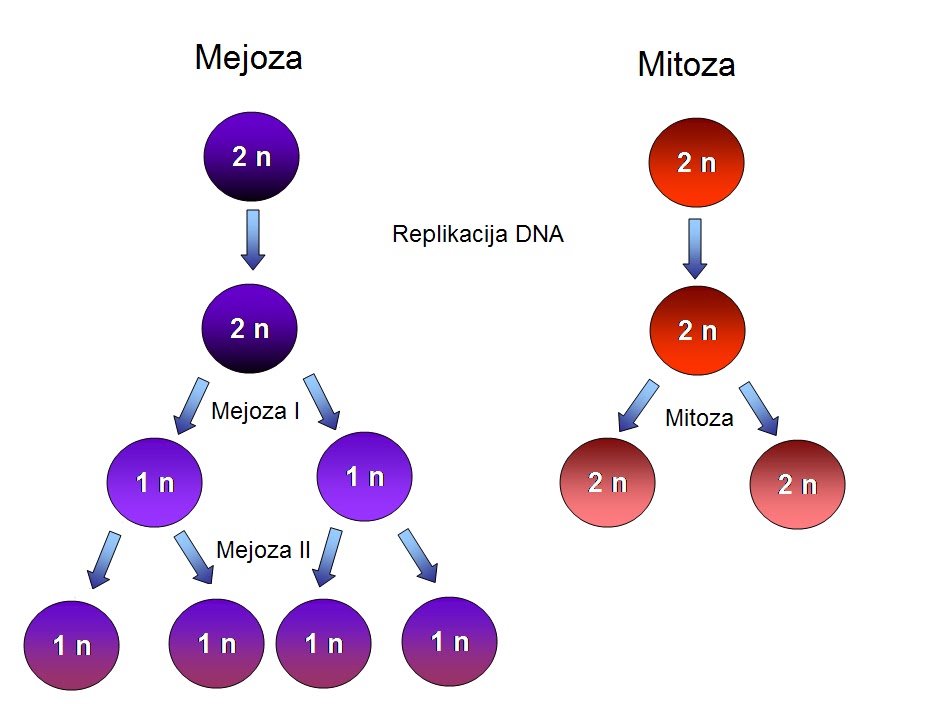Jak Przebiega Mitoza I Mejoza INSTRUKCIJE IZ RAZNIH PREDMETA - MATEMATIKE, KEMIJE, FIZIKE I DR