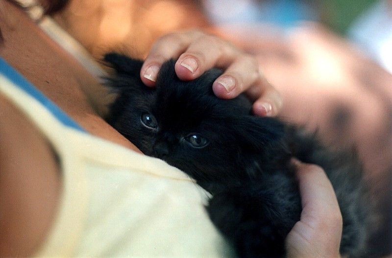 [gatos20080328_11.jpg]