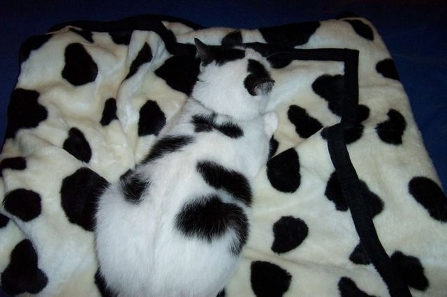 [gatos20080328_15.jpg]