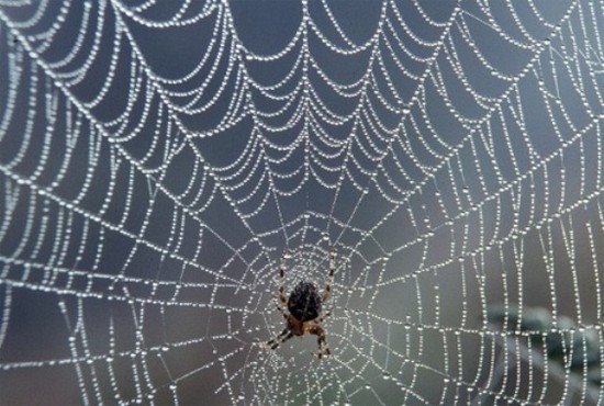 [spiderweb-1926.jpg]