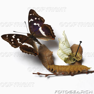 [borboleta-vida-ciclo.jpg]