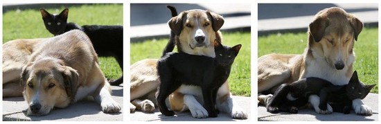 [caes_e_gatos12.jpg]