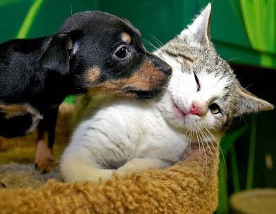 cães gatos cachorros beijo não
