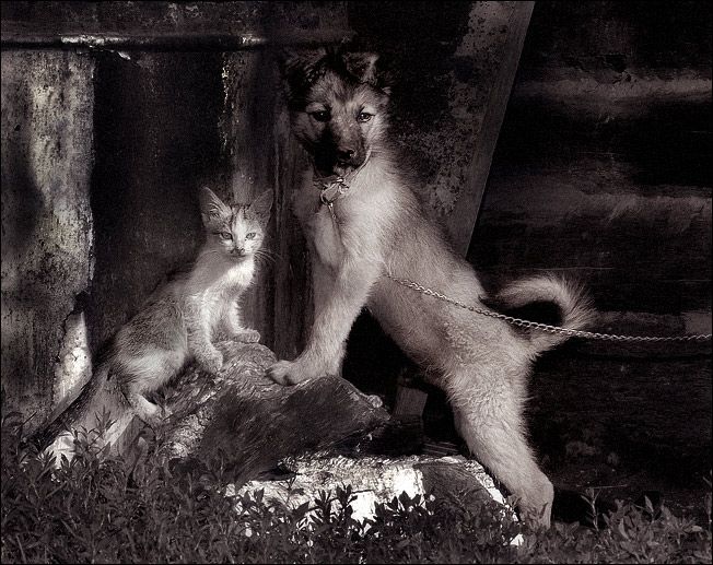 [caes_e_gatos14.jpg]