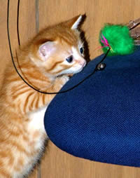 [gato_brincando_01.jpg]