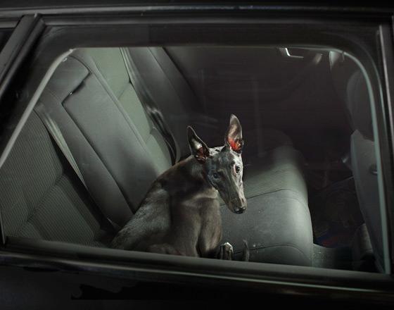 martin usborne cachorros cães silêncio dentro carro