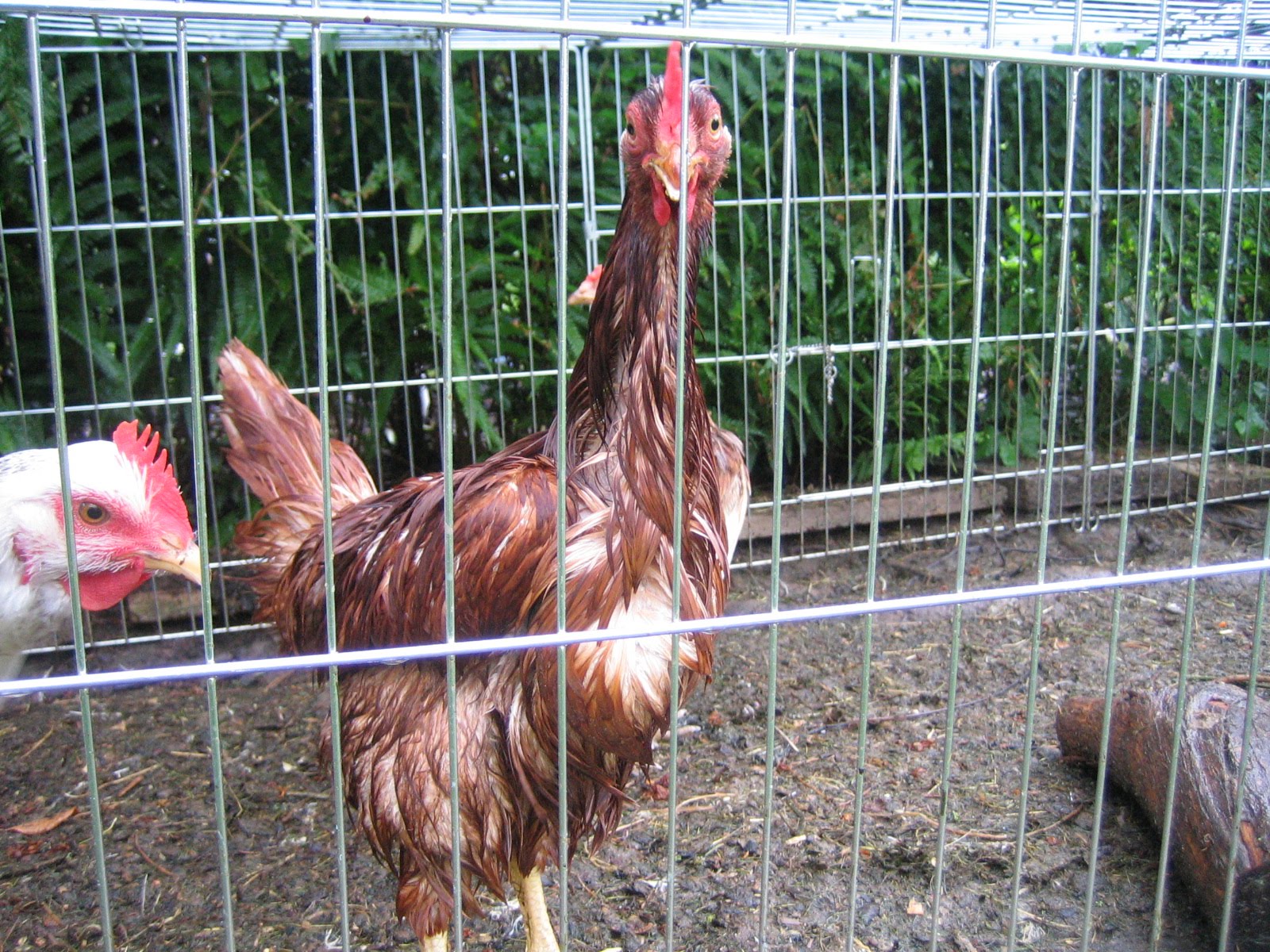 L'Atelier de Ninoun: Une poule mouillée...