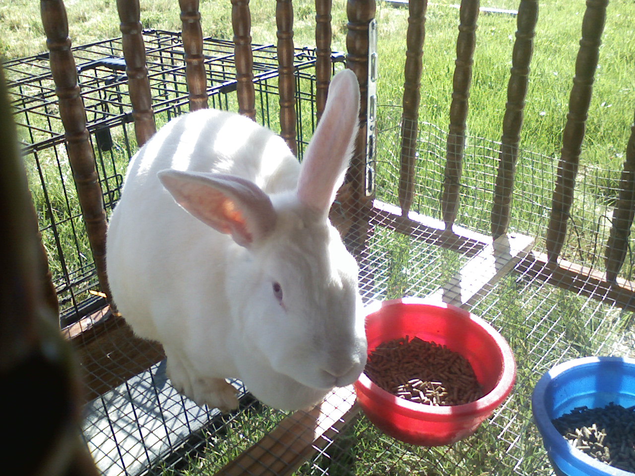 Rabbit Creche DewTHIS: Crib or Rabbit Hutch?