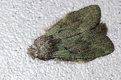 Beauty of Fauna and Flora in Nature: Fascinating Moths @ FH