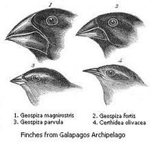 [220px-Darwin's_finches.jpeg]