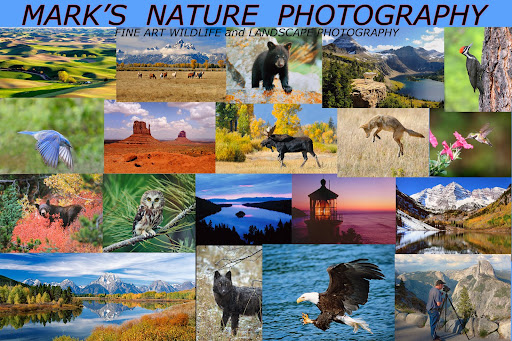Mark's Nature Photography
