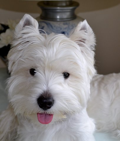 Westie Julep: What A Cute Westie Face!