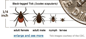 The Days of Johann, an agility dog!: Dogs and ticks!