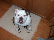 "Sullivan", the English Bulldog