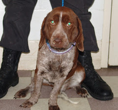 RESCUED!!!!2/18/10 Heartbreaker. Pointer Mix Owner Surrendered