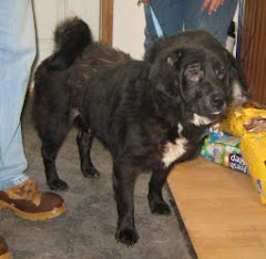 3/6/10 Lots of Nice Dogs and Cats Put Down Due to Lack of Adopters and Rescues