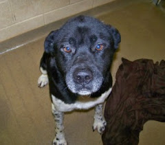 4/3/10 Urgent Out of Time Dogs Beagle Mix, Akita Mix Mercer Humane  Society WV