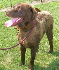 7/26/10 Tank NEEDS OUT the Chocolate Lab is in  The Guernsey Cty Pound OH Shelter
