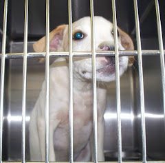 8/4/10 " Winder, GA~STILL NOT WANTED~Little Ivy~3-4 Month Old Lab Mix Baby Needing Someone to Watch