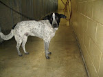 9/2/10 "MEDIUM, MALE ADULT CATTLE DOG/HOUND MIX "ABUSED & LEFT TO DIE?RICHLAND POUND/MANSFIELD"