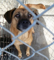 9/20/10 Boxer Mix Lacey Missed Her Death Date Twice. She Needs OUT!!