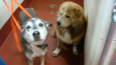 10/29/10 "Please can anyone take in these two angels ?– the owner was put in hospice" GA