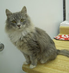 RIP1/11/11 AthensGeorgia- Cat Shelter Open. Need Adopters, Rescues, Fosters,Supplies. Check out Pan