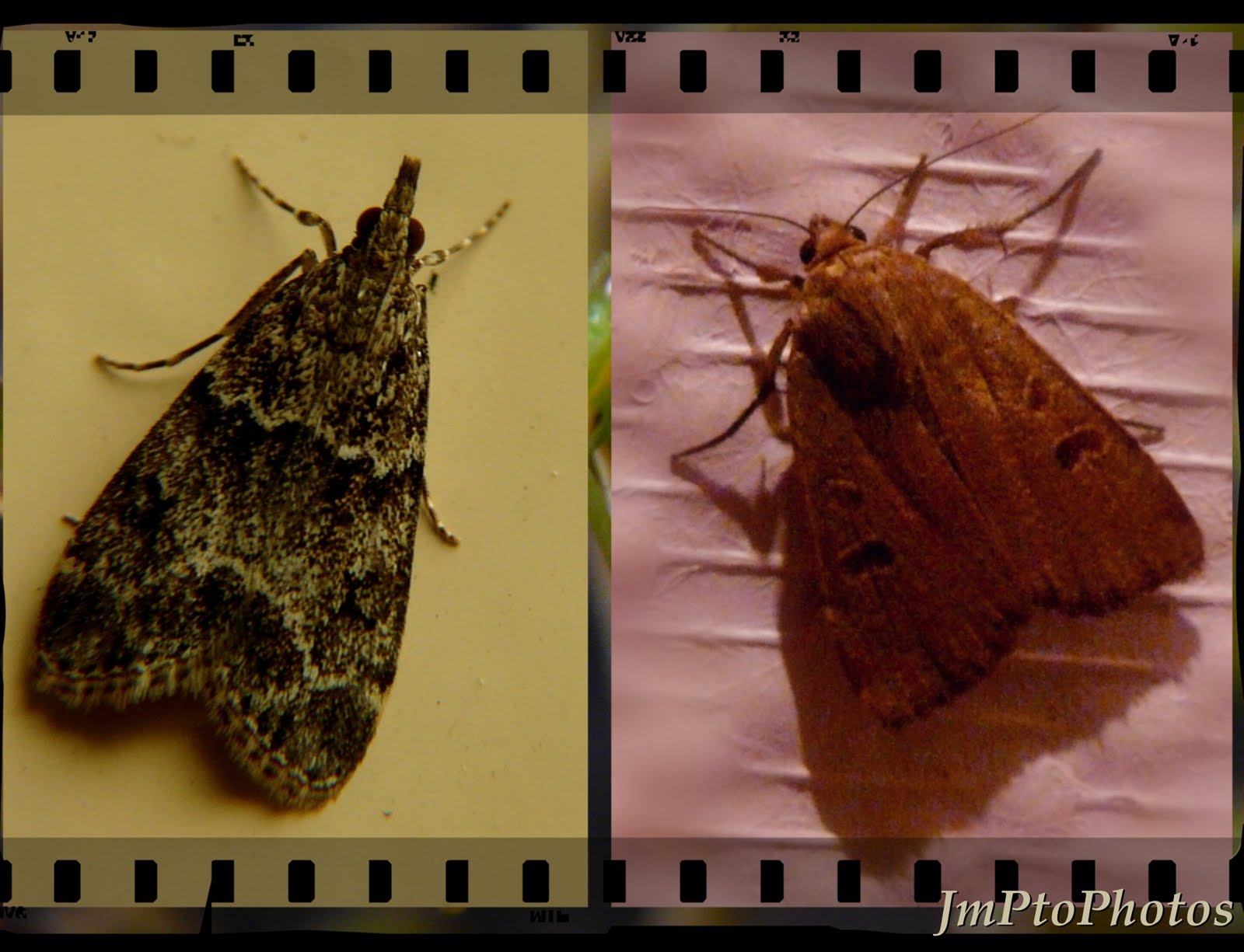 JmPtoPhotos: Papillons de nuit.