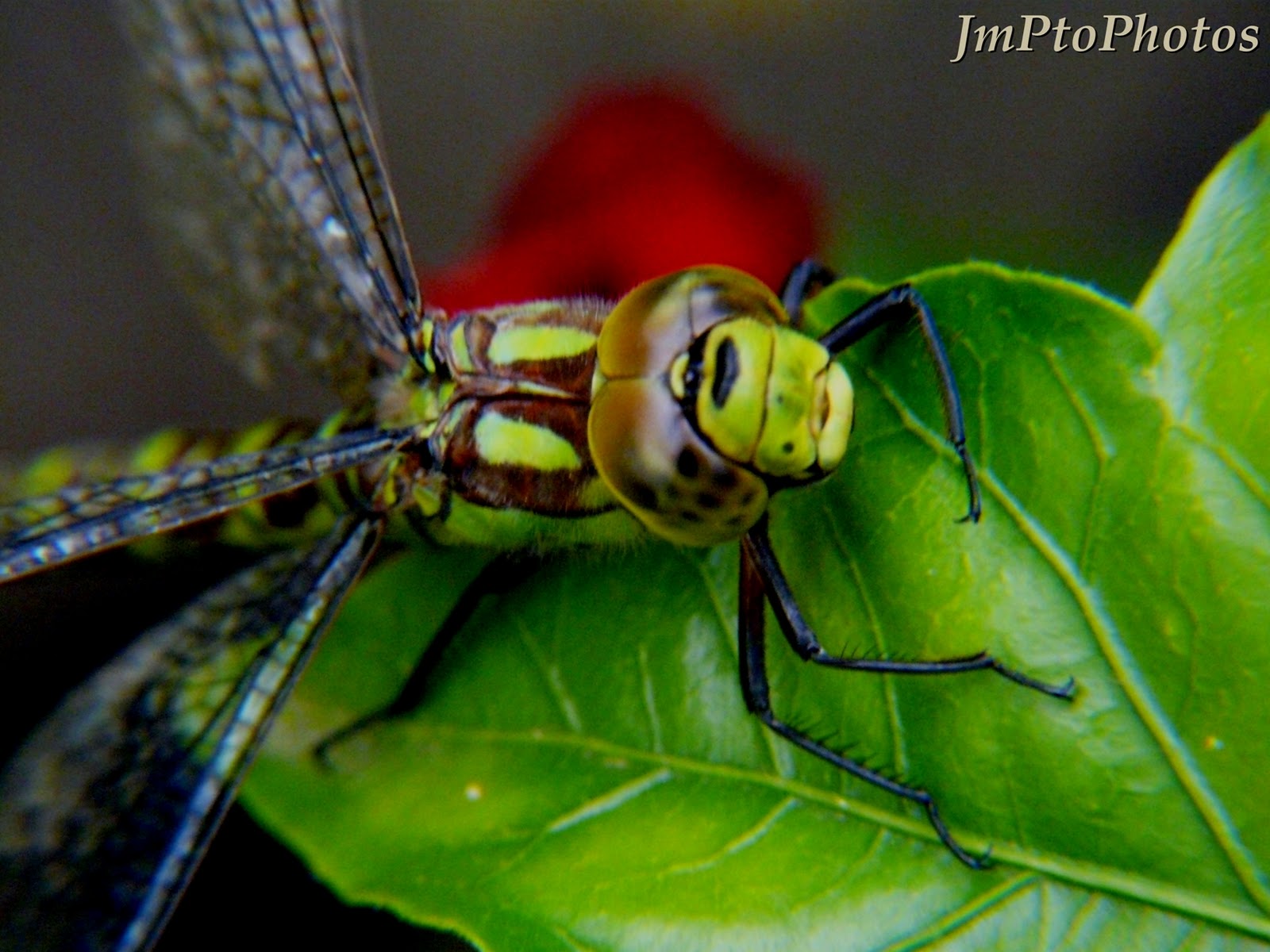 Jmptophotos Libellule Zoom De La Tete