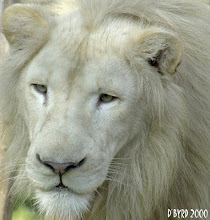 Cincinnati Lion