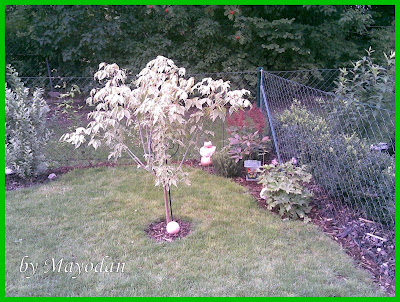 Achimsgarten Der Selbstversorger Und Garten Blog Latest