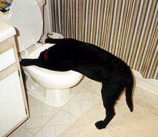 [sick+dog.jpg]