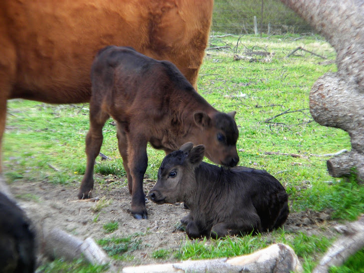 Limousin Baby Calves