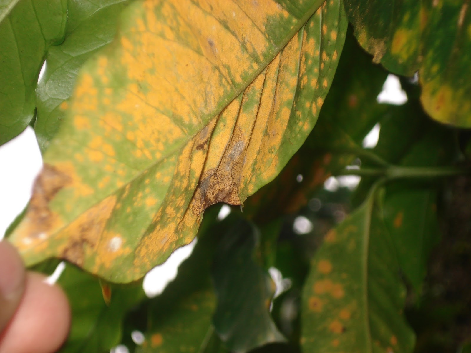 PIEDRAGRO La roya del cafe Hemileia vastatrix