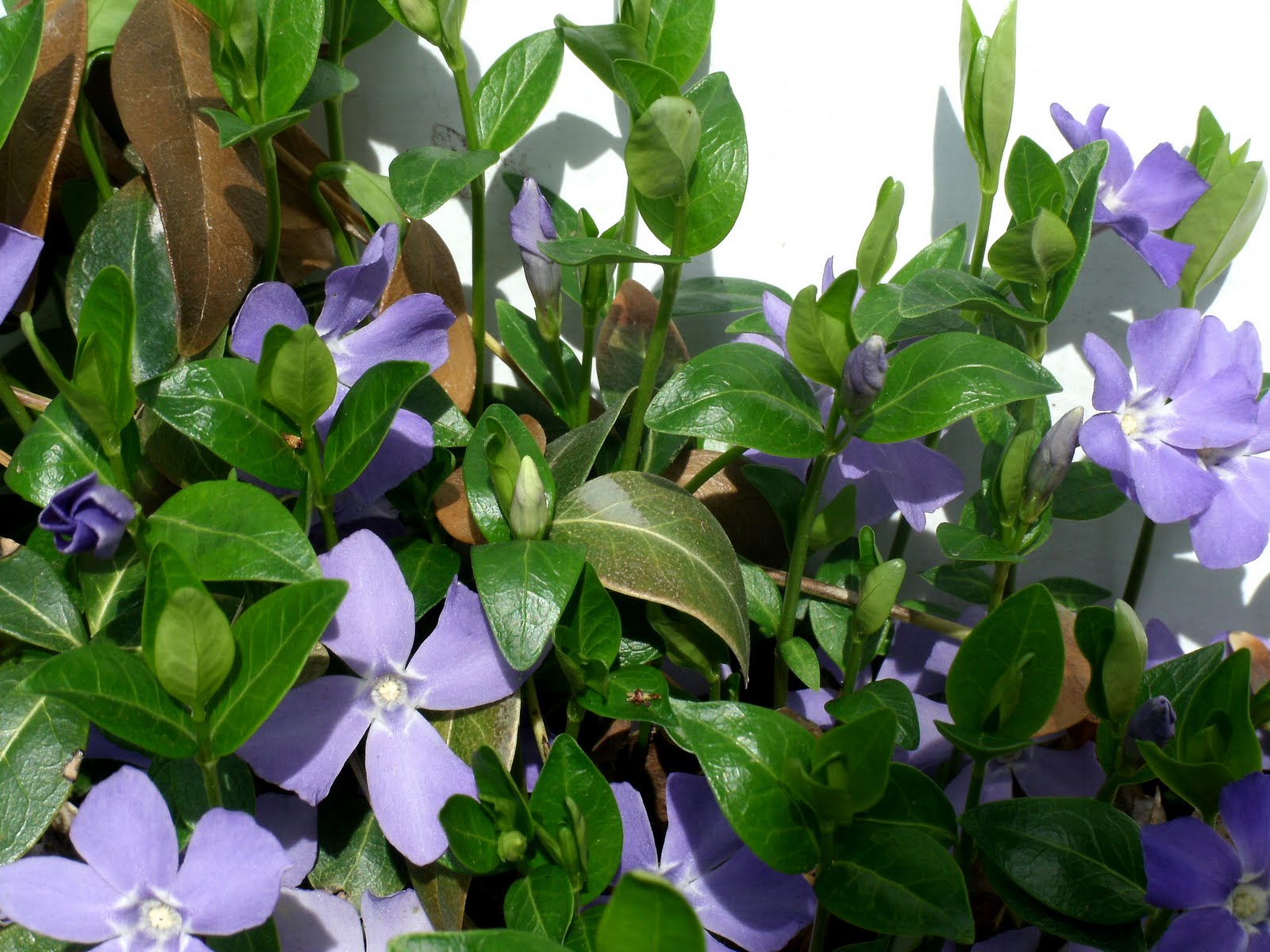 JSheldonWalker Wordless Wednesday Creeping Myrtle