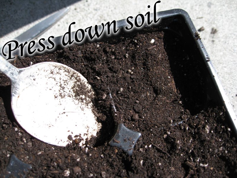 [press_down_soil.jpg]