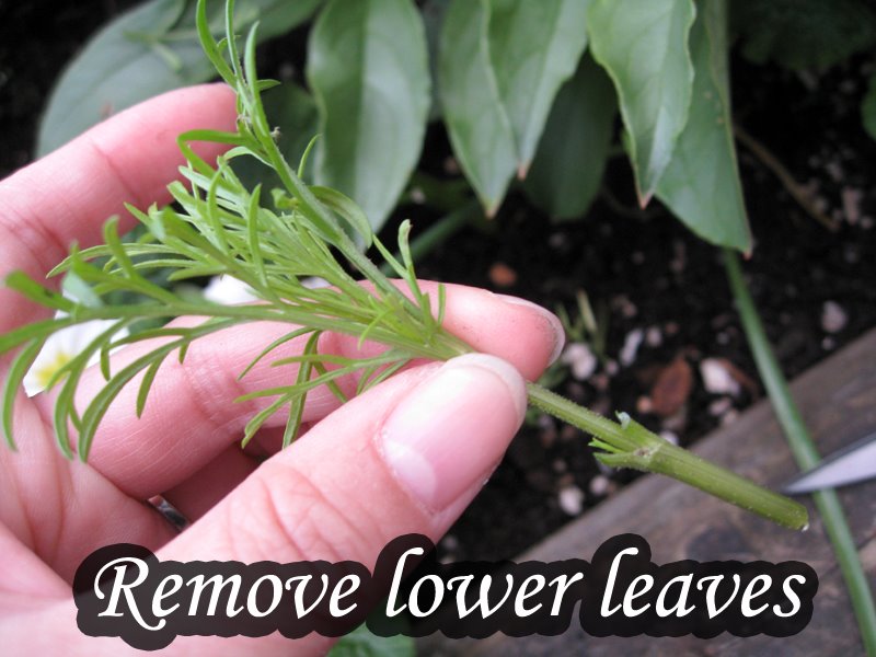[cosmos_remove_lower_leaves.jpg]
