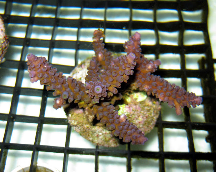Purple Acropora