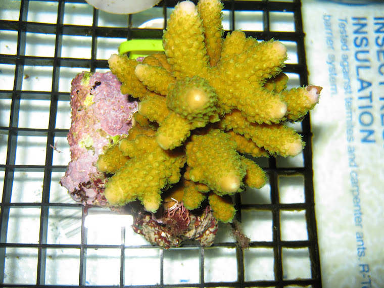 Acropora Humilis