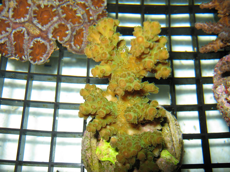 Acropora sp.