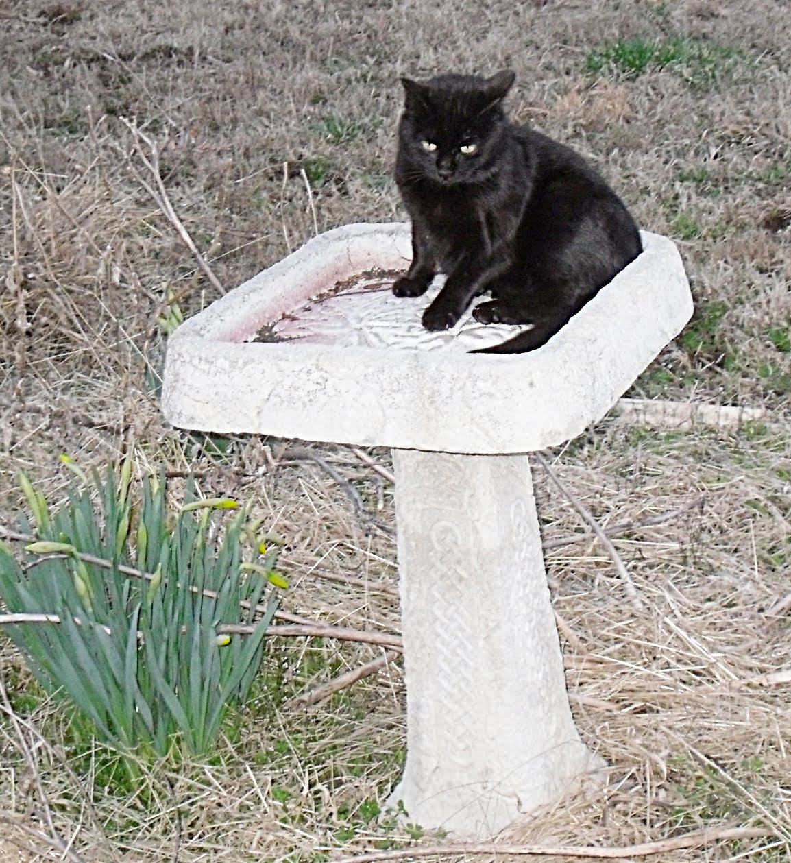 Dusty Us Diaries Sitting In The Catbird Seat