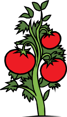 gambar pokok tomato
