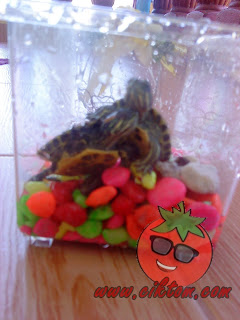 kura-kura diego dan dora 3