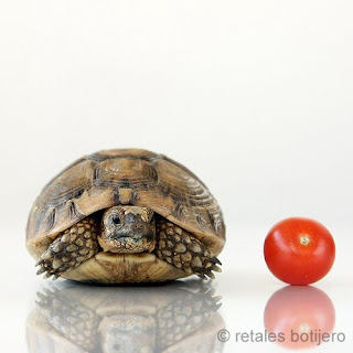 gambar kura-kura comel dengan tomato