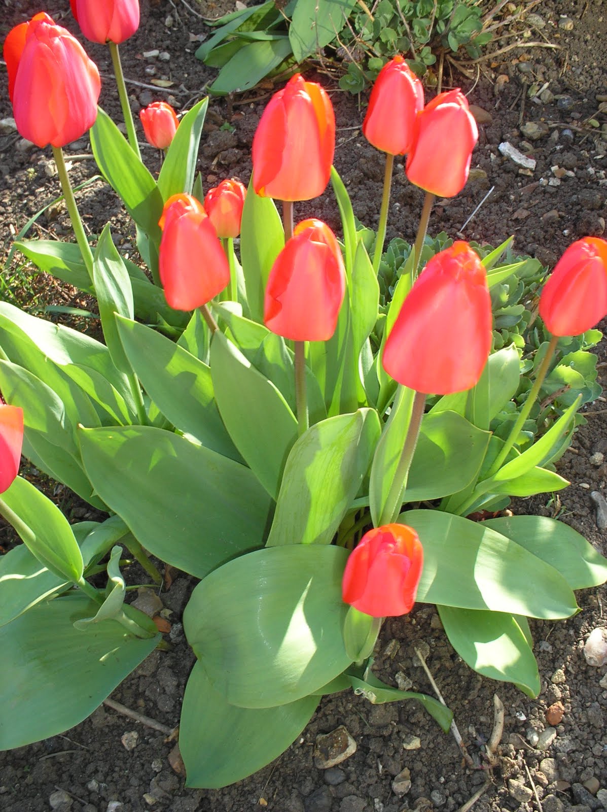 Mary's English Garden